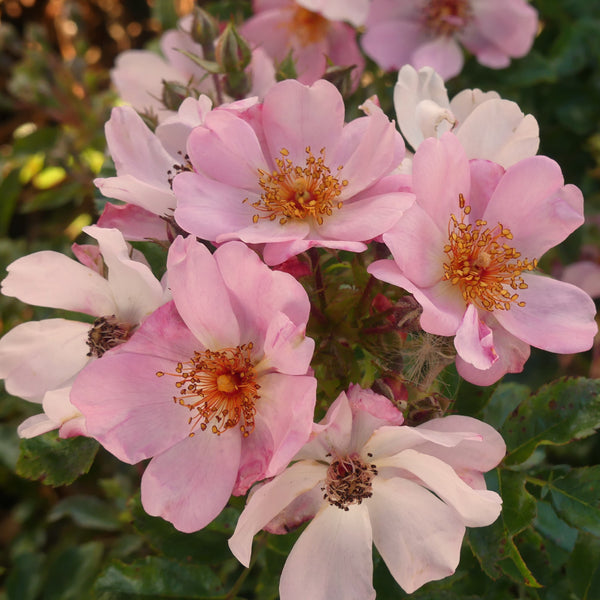 Sweet Haze | Ground Cover Rose | £15.75 – Eastcroft Roses