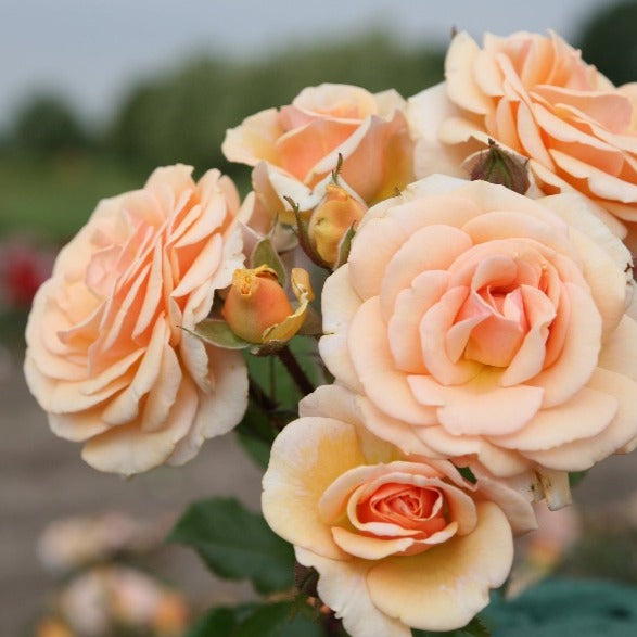 Cracknel Sweet Roses Sweet Honey | Floribunda Bush Rose | £15.75 – Eastcroft Roses