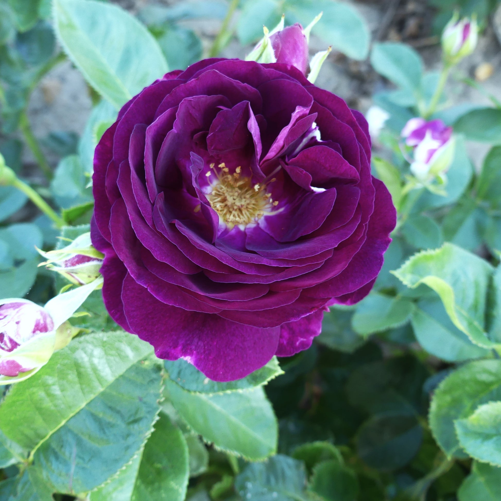 Blank, Hybrid Tea Rose Bush