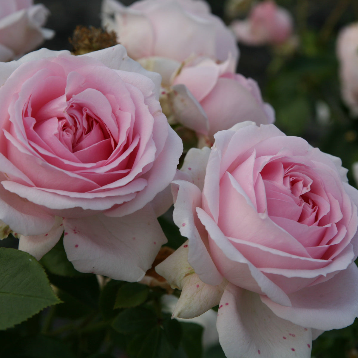 Tallulah | Shrub Rose | £15.75 – Eastcroft Roses