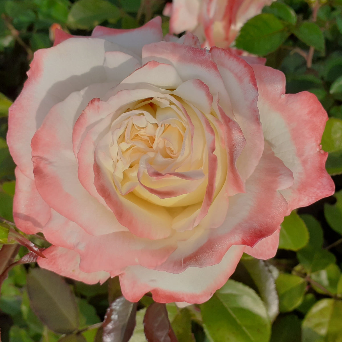 Athena Color Roses Athena | Hybrid Tea Rose Bush | £15.75 – Eastcroft Roses