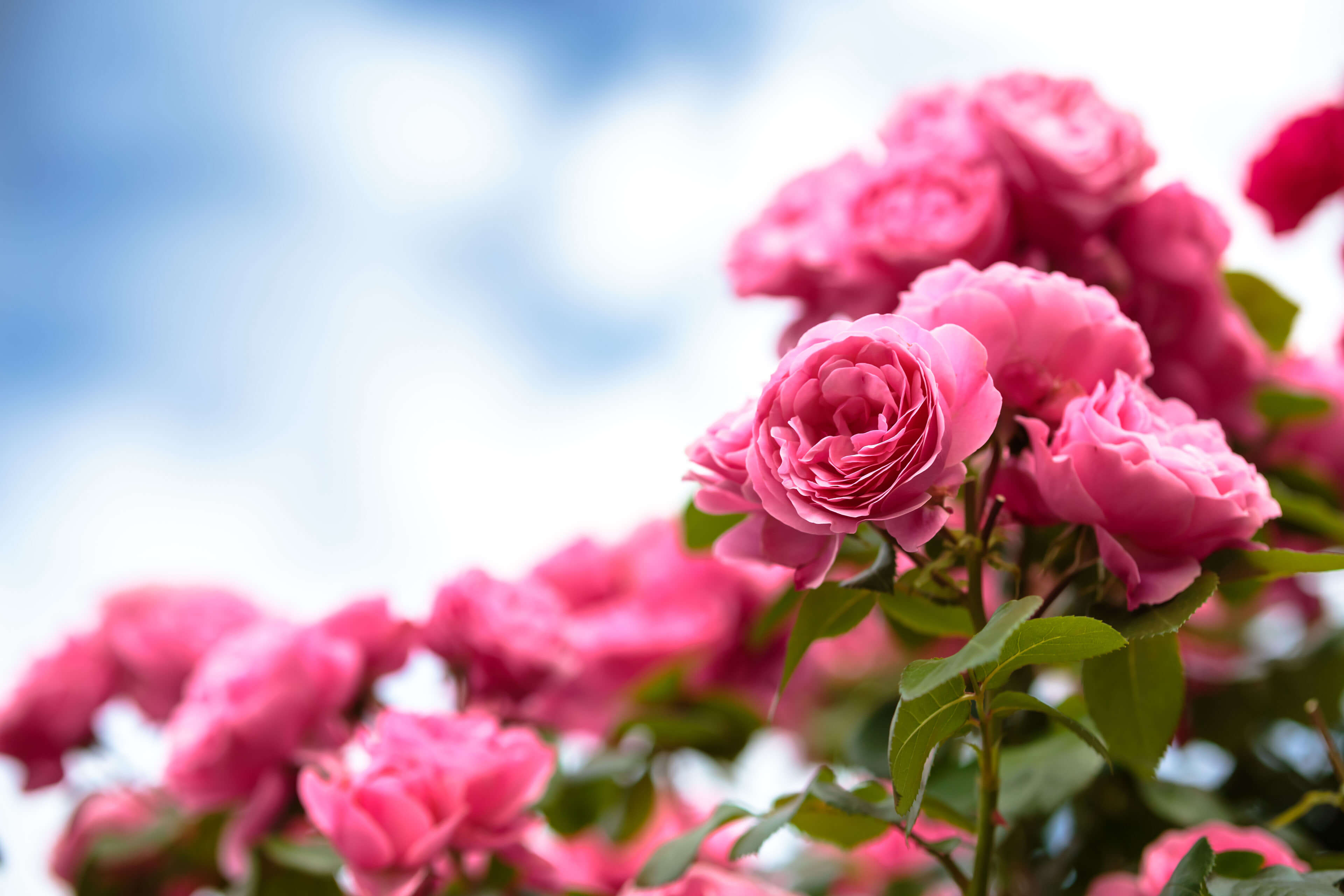 Banner image (roses)