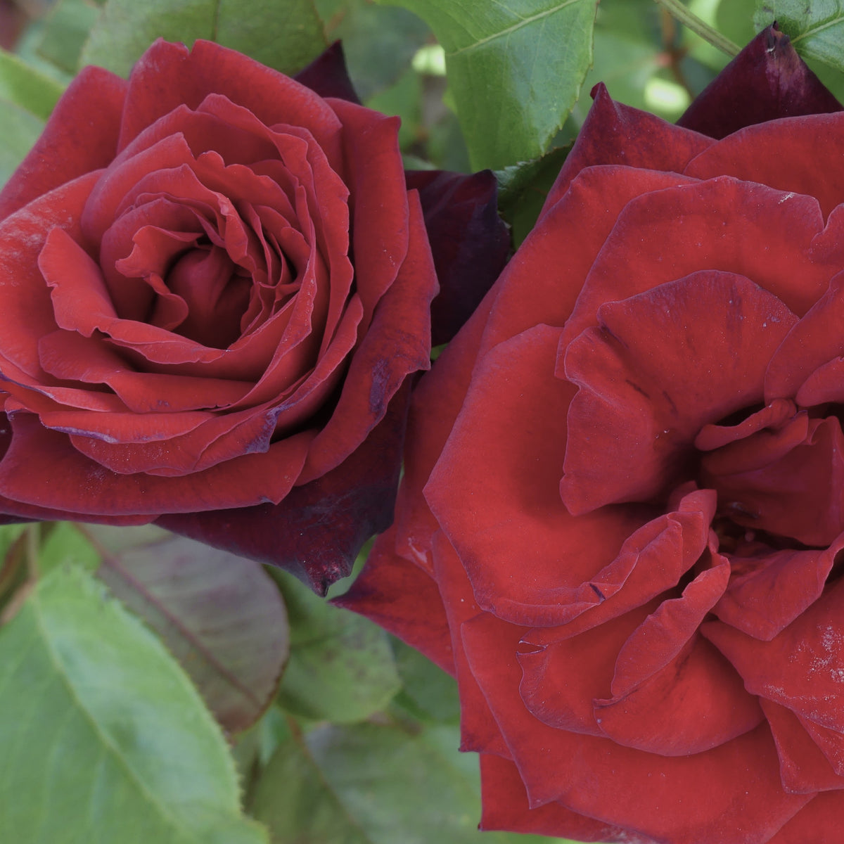 Barkarole | Hybrid Tea Bush Rose | £15.75 – Eastcroft Roses
