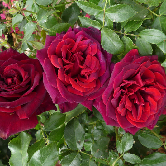 Black Parfumella