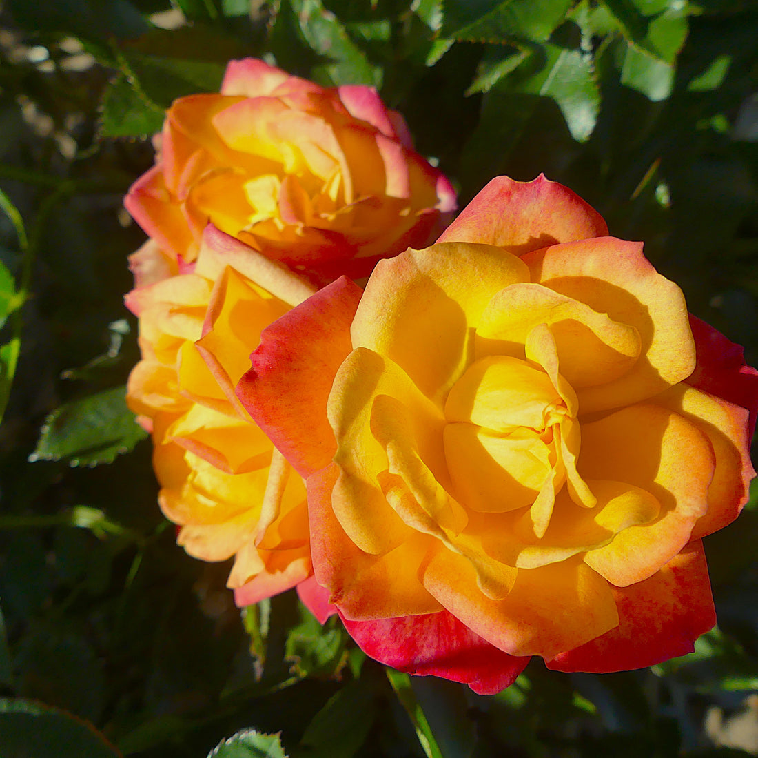 Little Sunset | Patio Shrub Rose | £15.75 – Eastcroft Roses