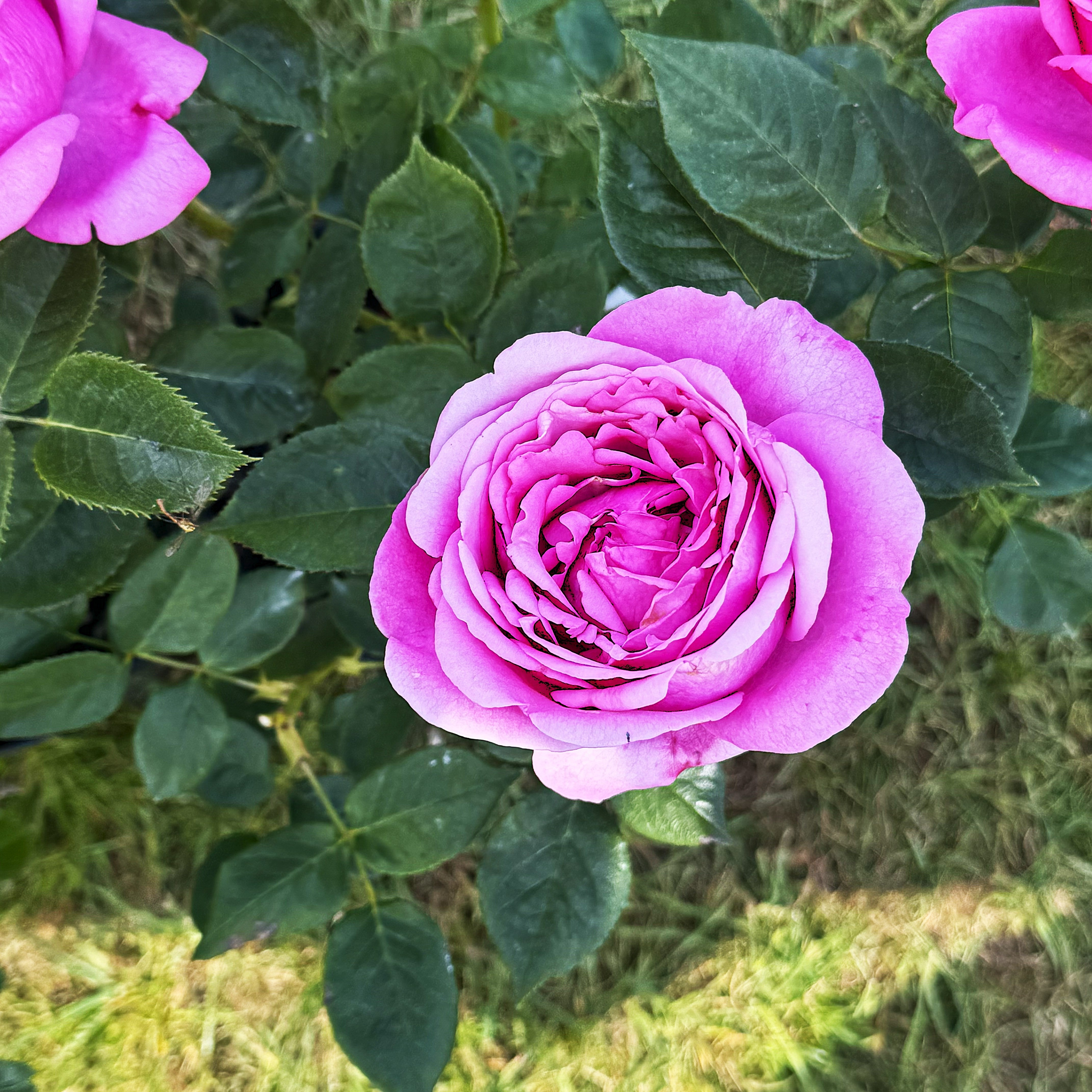 Olivia's Rose | Hybrid Tea Bush Rose | £16.75 – Eastcroft Roses