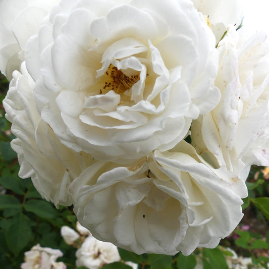 Perfume Dreams