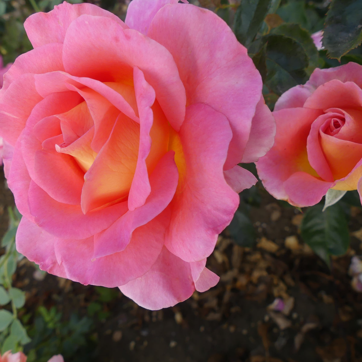 Pink Roses Oasis Pink Paradise | Hybrid Tea Bush Rose | £15.75 – Eastcroft Roses