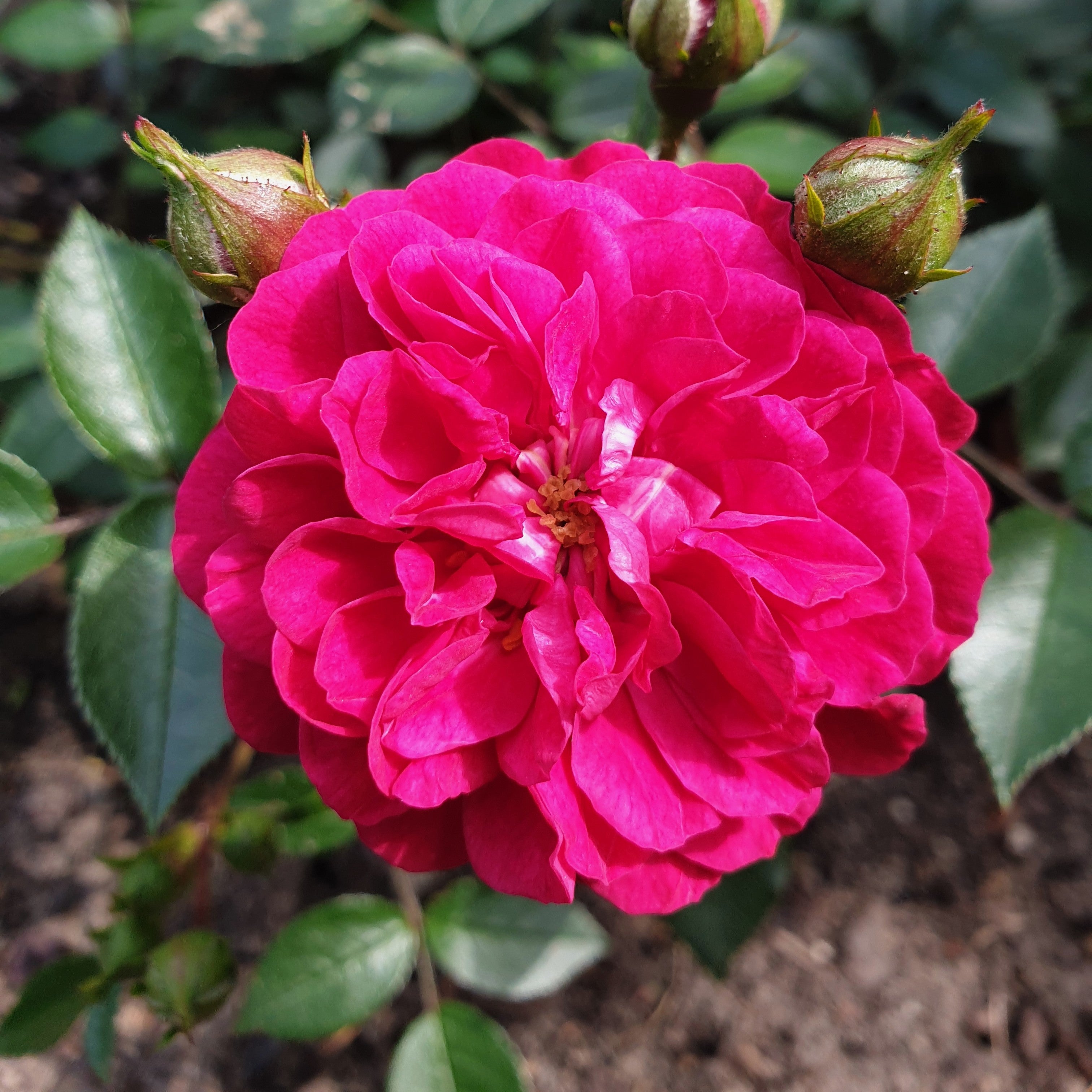 Roxy | Patio Rose | £15.75 – Eastcroft Roses