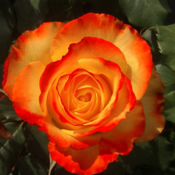 Tequila Sunrise - Standard