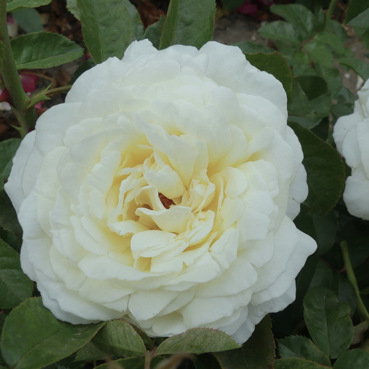 White Parfuma Roses White Parfum De Provence | Hybrid Tea Bush Rose | £15.75 – Eastcroft Roses