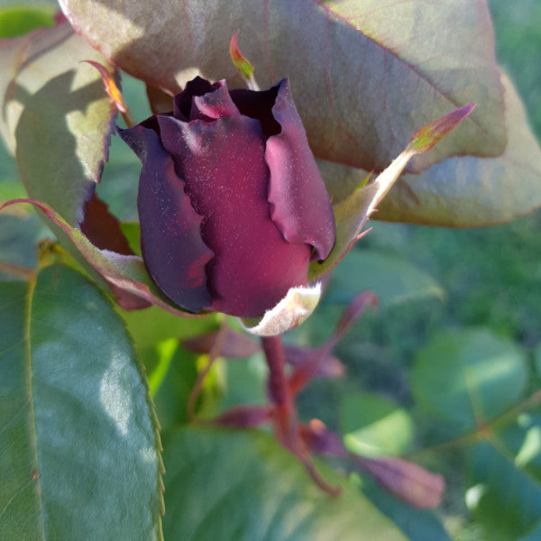 Barkeep Roses Barkarole | Hybrid Tea Bush Rose | £15.75 – Eastcroft Roses