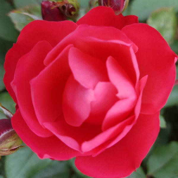 Cherry Bonica
