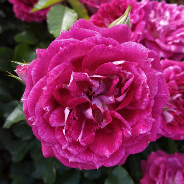 Celebrate Roses Let's Celebrate | Floribunda Bush Rose | £15.75 – Eastcroft Roses