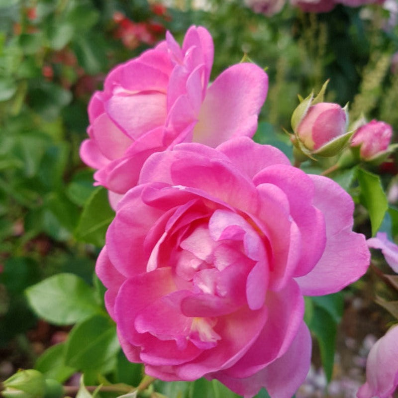 Jasmina | Climbing Rose | £15.75 – Eastcroft Roses
