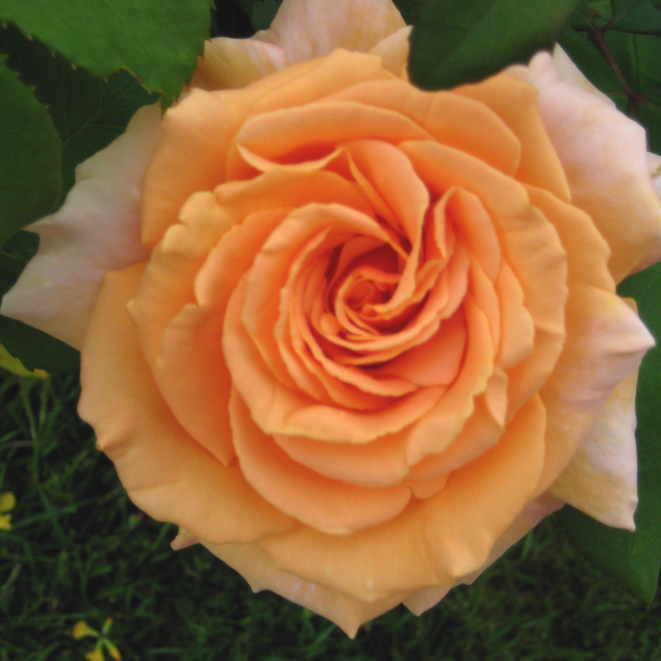 Mcgredy Roses Most Fragrant Roses – Eastcroft Roses