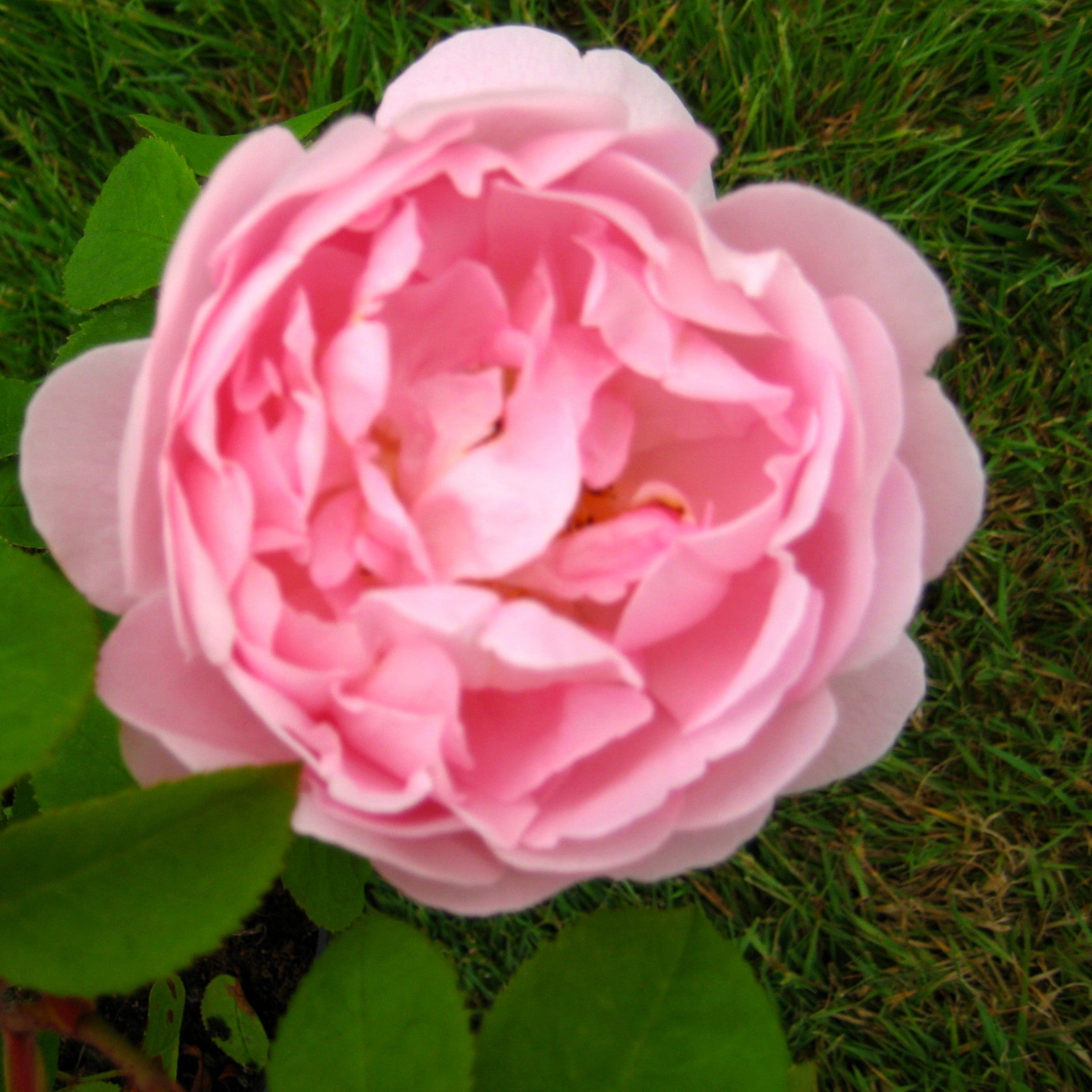 Named Roses – Eastcroft Roses