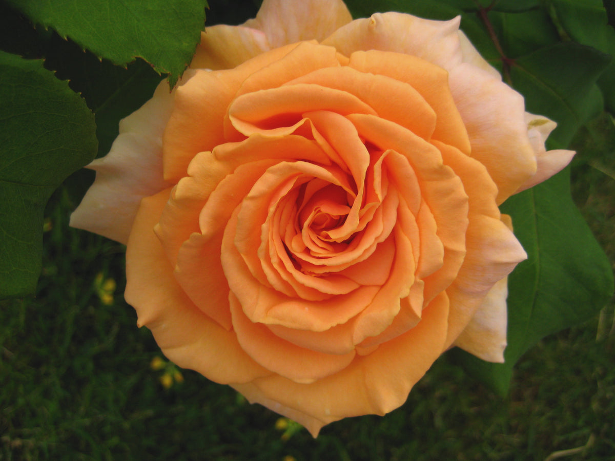 Mcgredy Roses Clodagh McGredy | Hybrid Tea Bush Rose | £15.75 – Eastcroft Roses