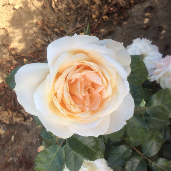 Champagne Moments | Floribunda Bush Rose | £15.75 – Eastcroft Roses