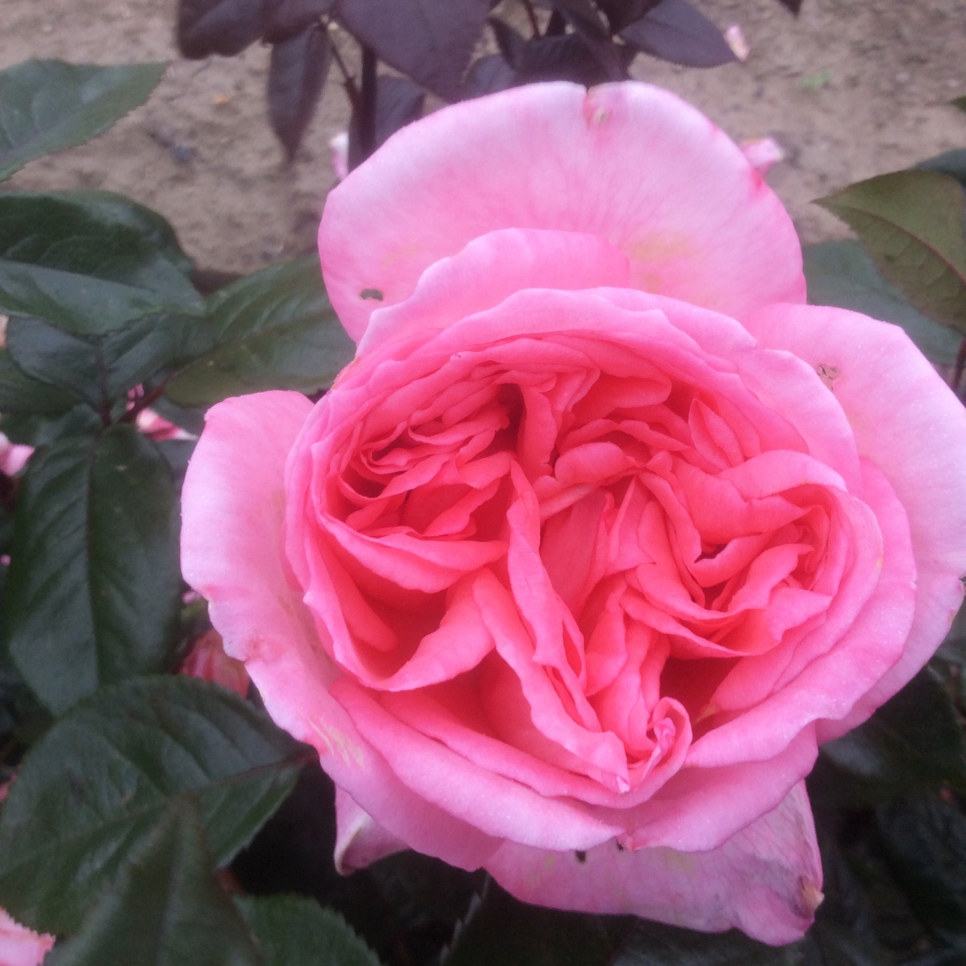 Fragonard | Hybrid tea bush rose | £15.75 – Eastcroft Roses