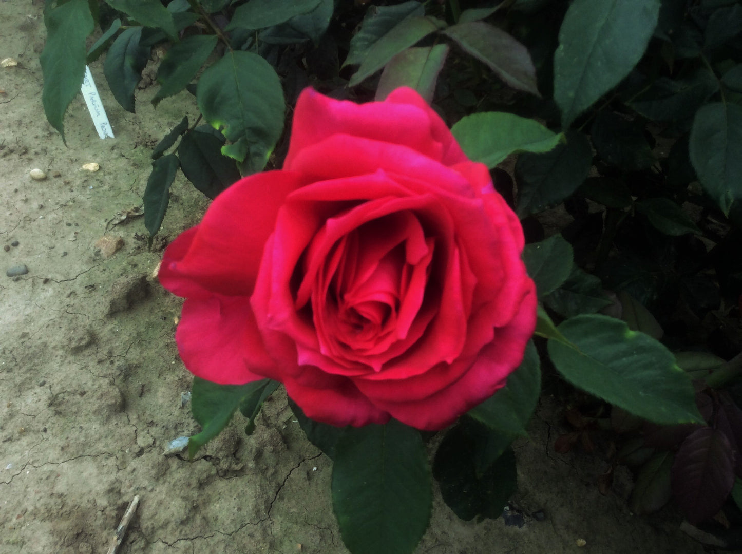 Rose lalande de Pomerol