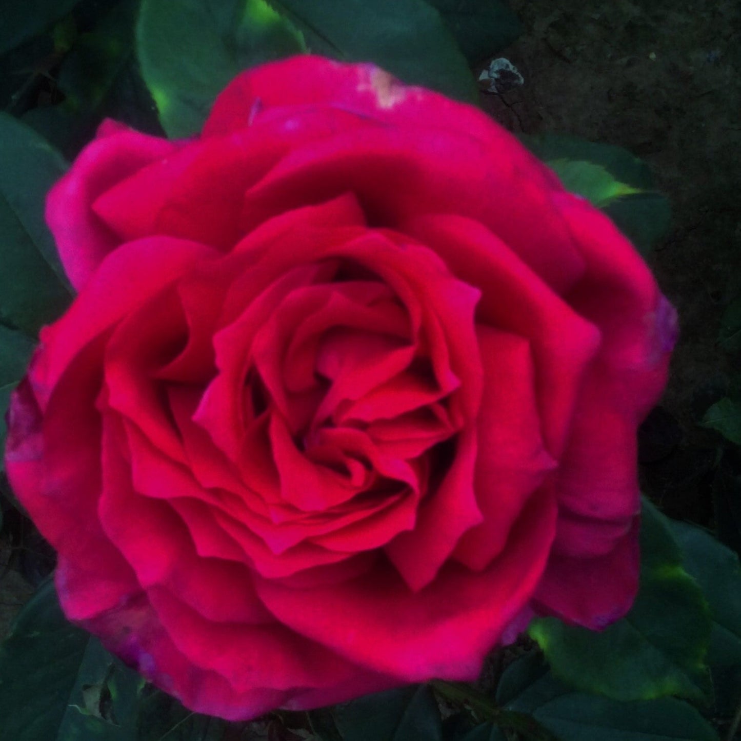 Rose lalande de Pomerol