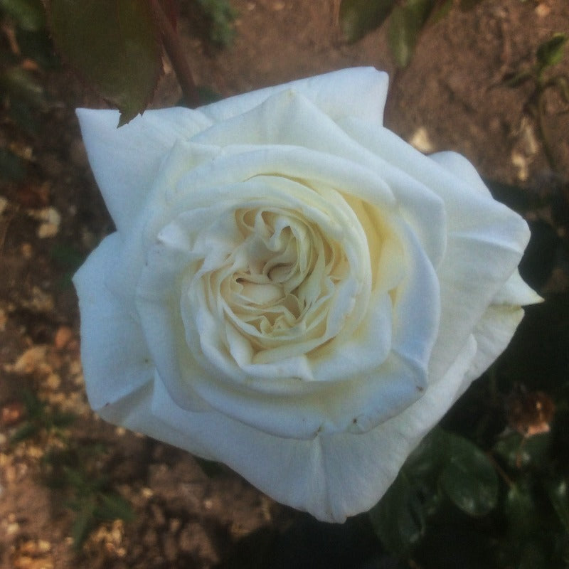 White Parfumella