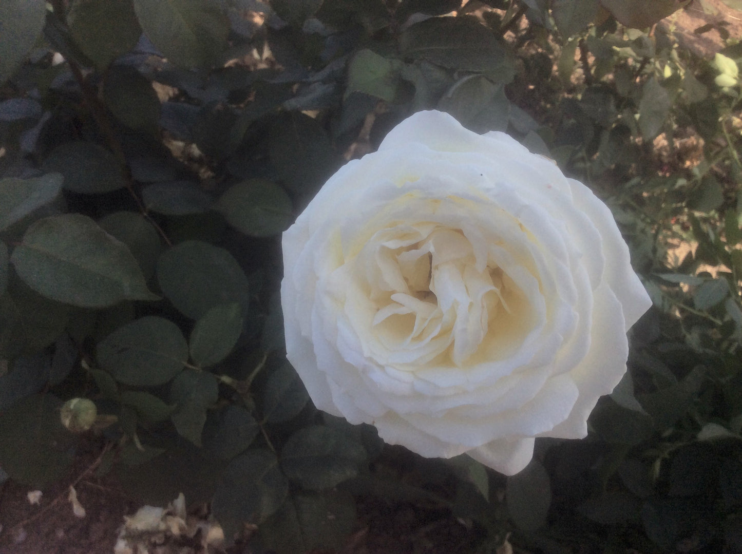 White Parfum De Provence