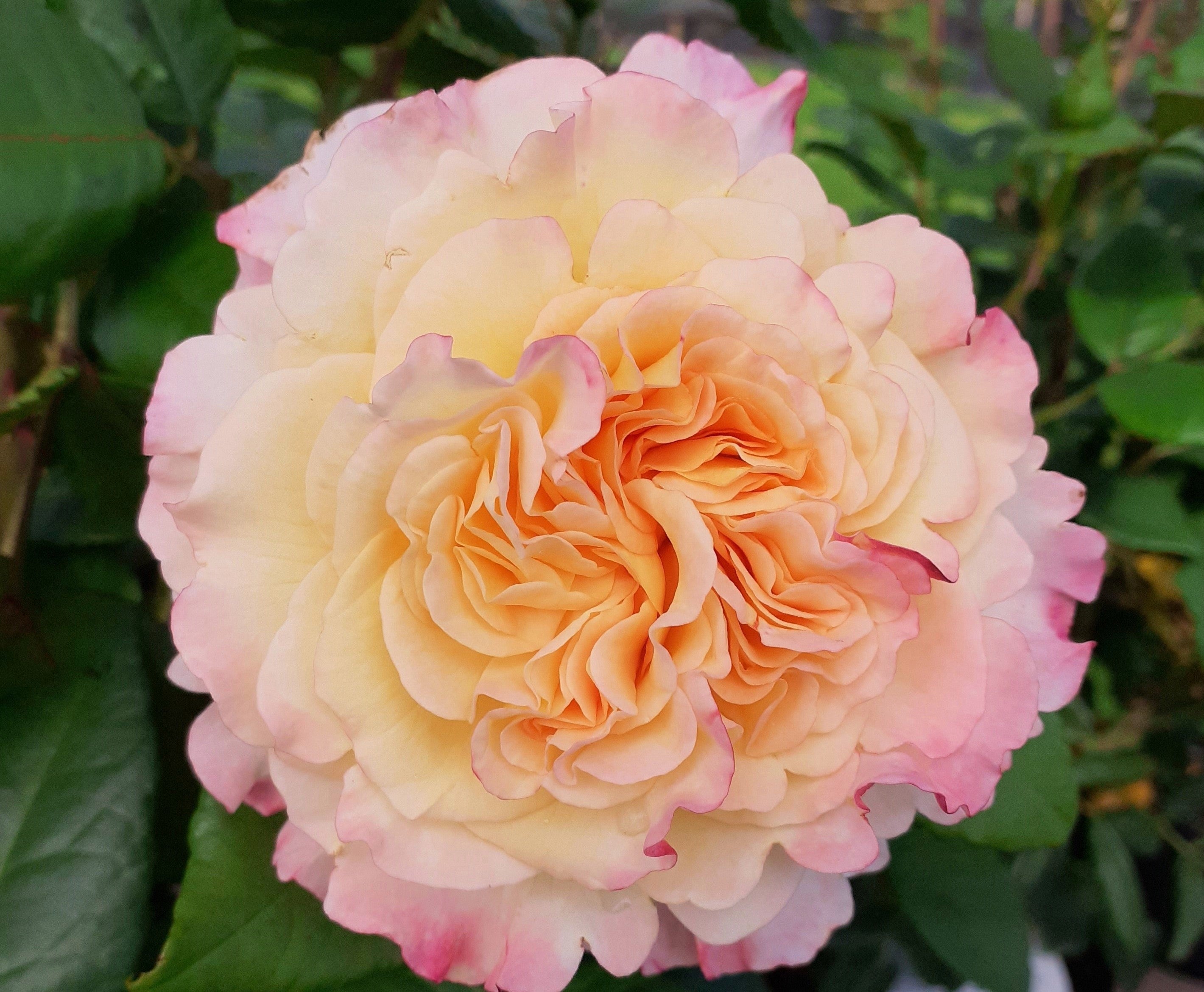 Perfectmatch Roses Perfect Harmony | Hybrid Tea Bush Rose | £15.75 – Eastcroft Roses