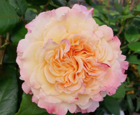 Hybrid Ruffled Roses Hybrid Tea Roses | Eastcroft Roses – Page 3
