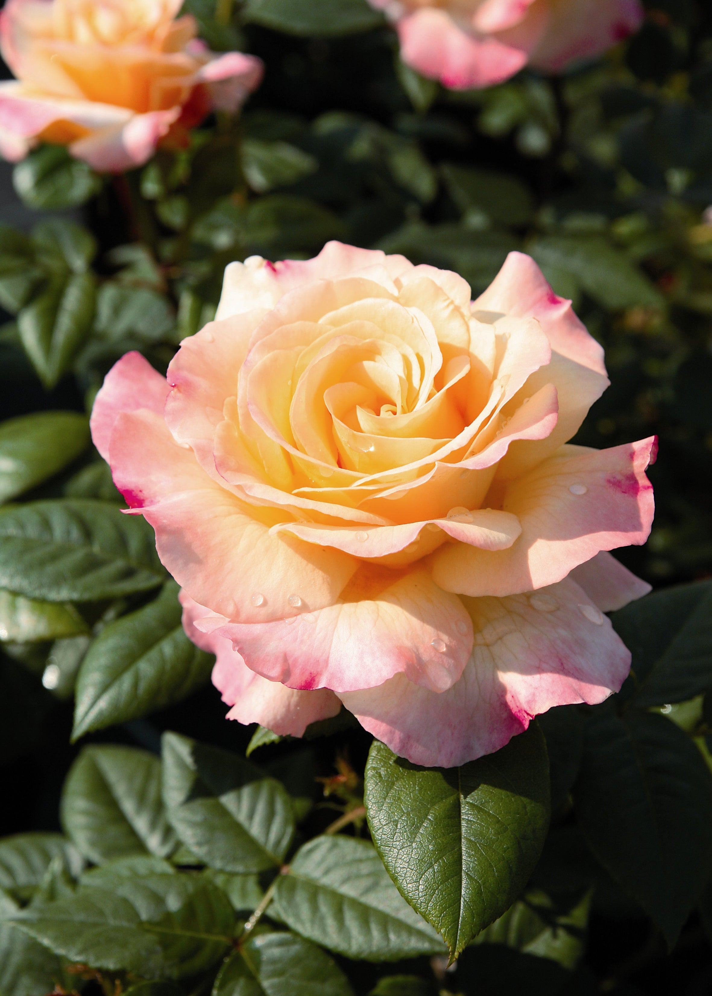 Perfectmatch Roses Perfect Harmony | Hybrid Tea Bush Rose | £15.75 – Eastcroft Roses