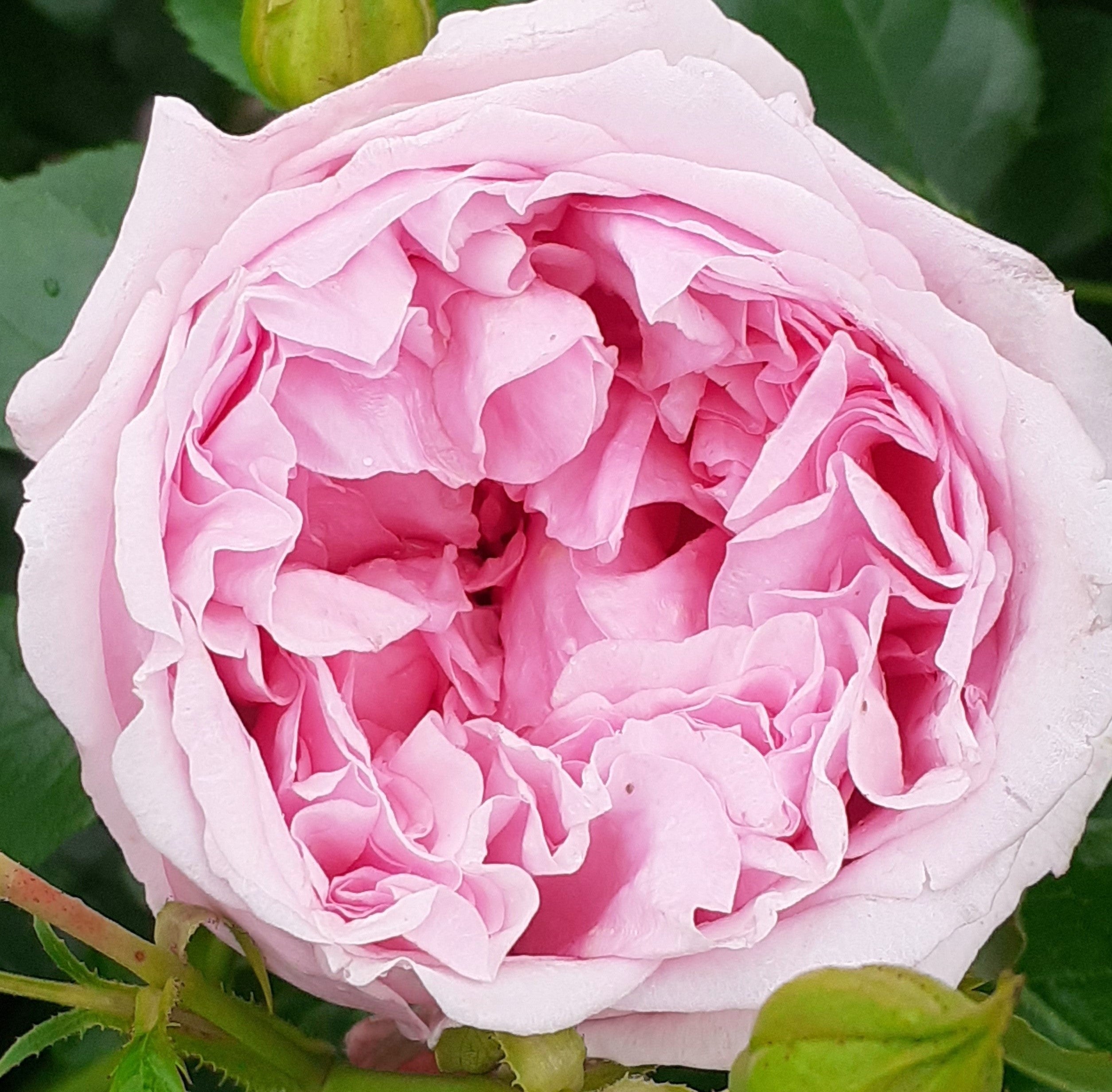 Close-up of a pink rose bloom with visible petals and green leaves in the background. Pretty Jessica grown by Eastcroft Roses. 