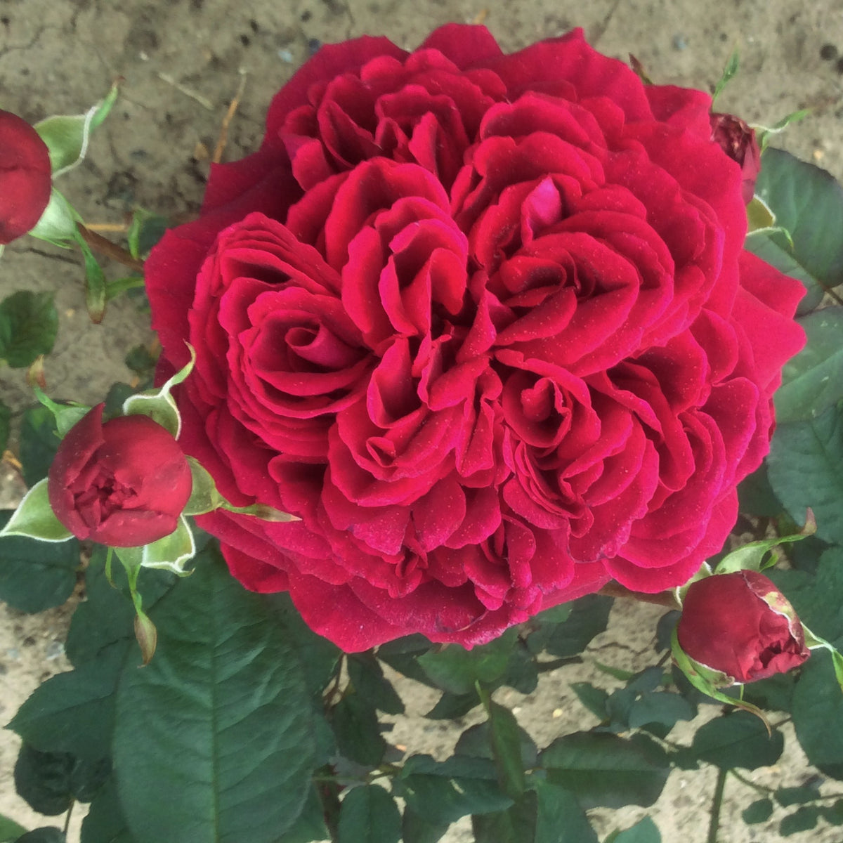Proper Job | Hybrid Tea Bush Rose | £15.75 – Eastcroft Roses