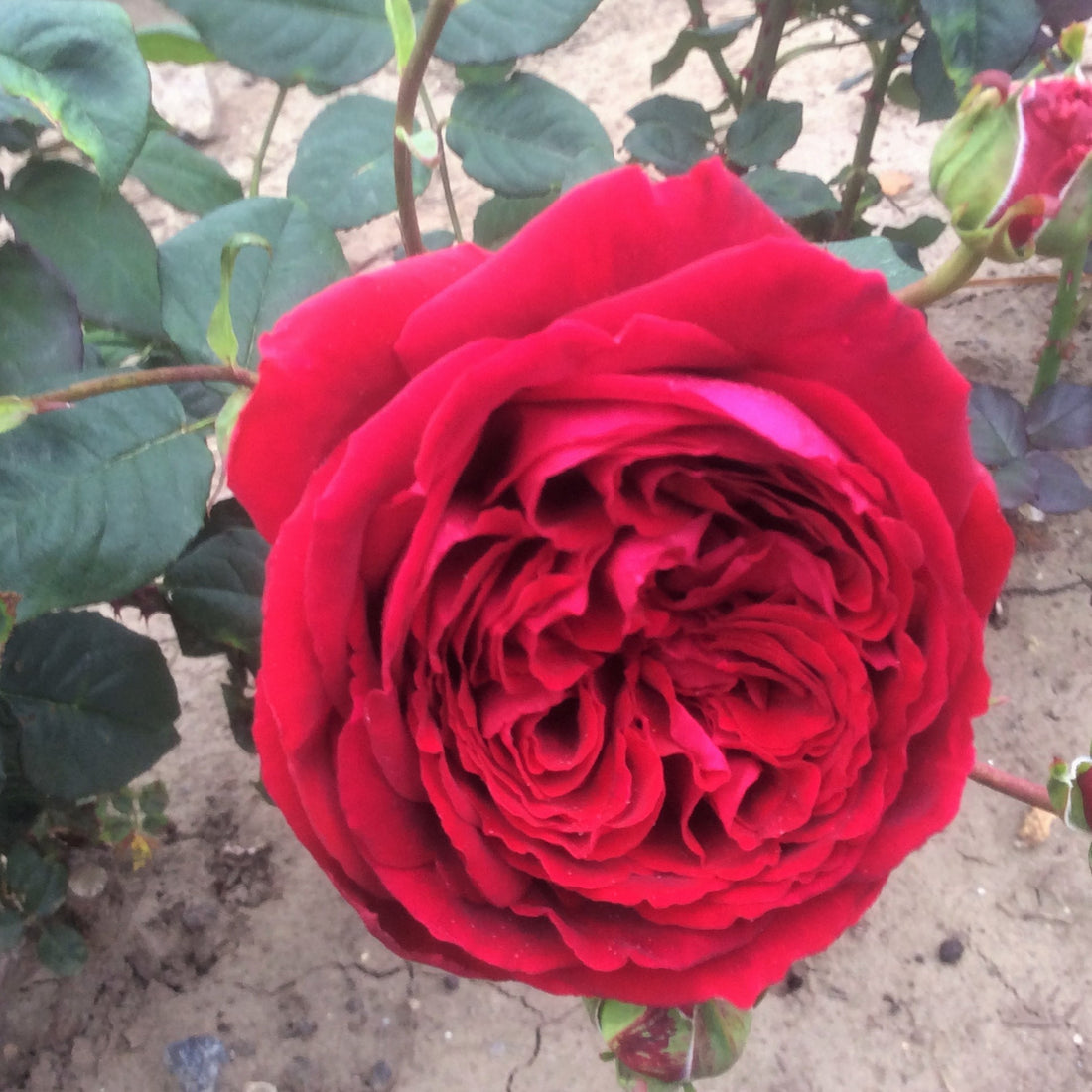 Proper Job | Hybrid Tea Bush Rose | £15.75 – Eastcroft Roses