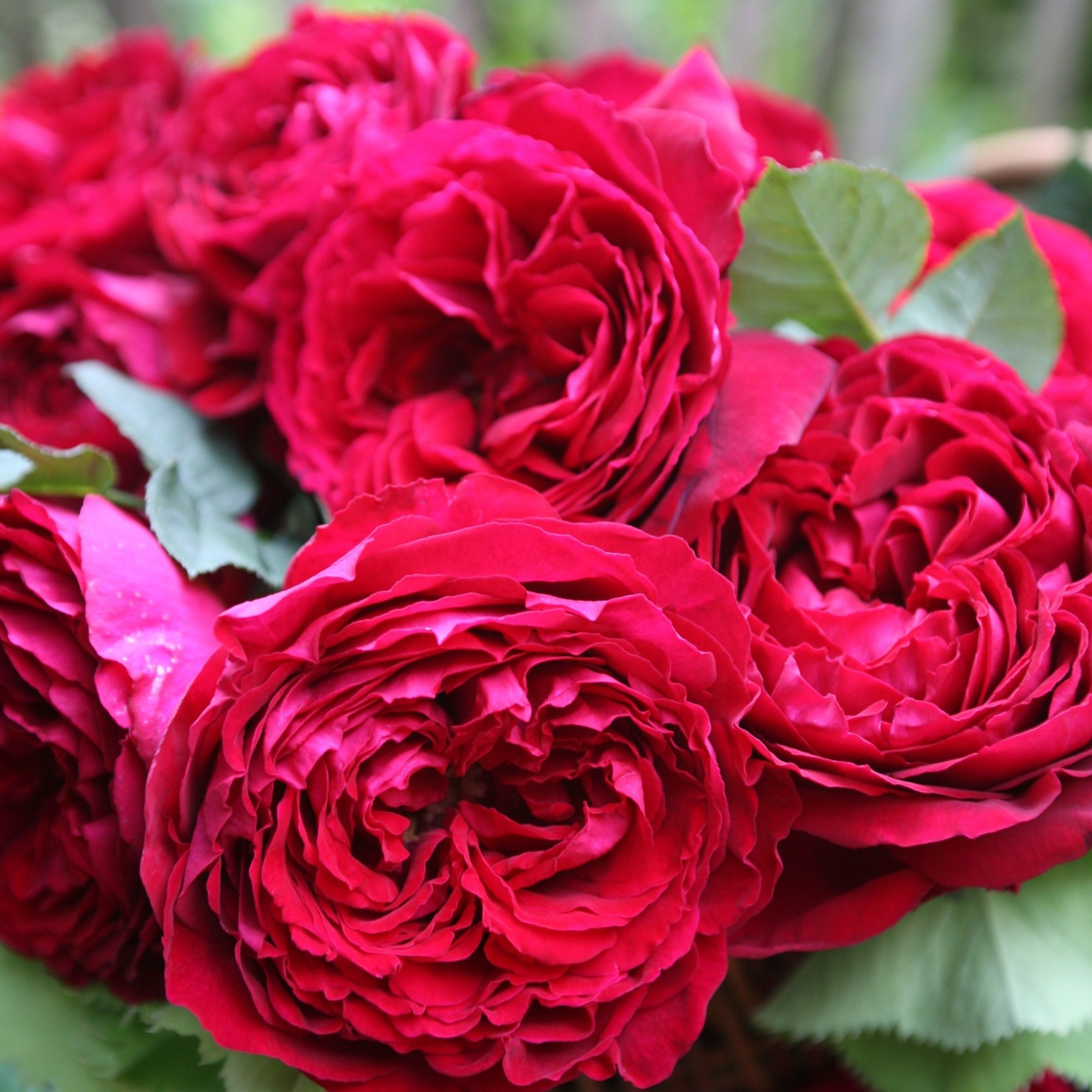 Proper Job | Hybrid Tea Bush Rose | £15.75 – Eastcroft Roses