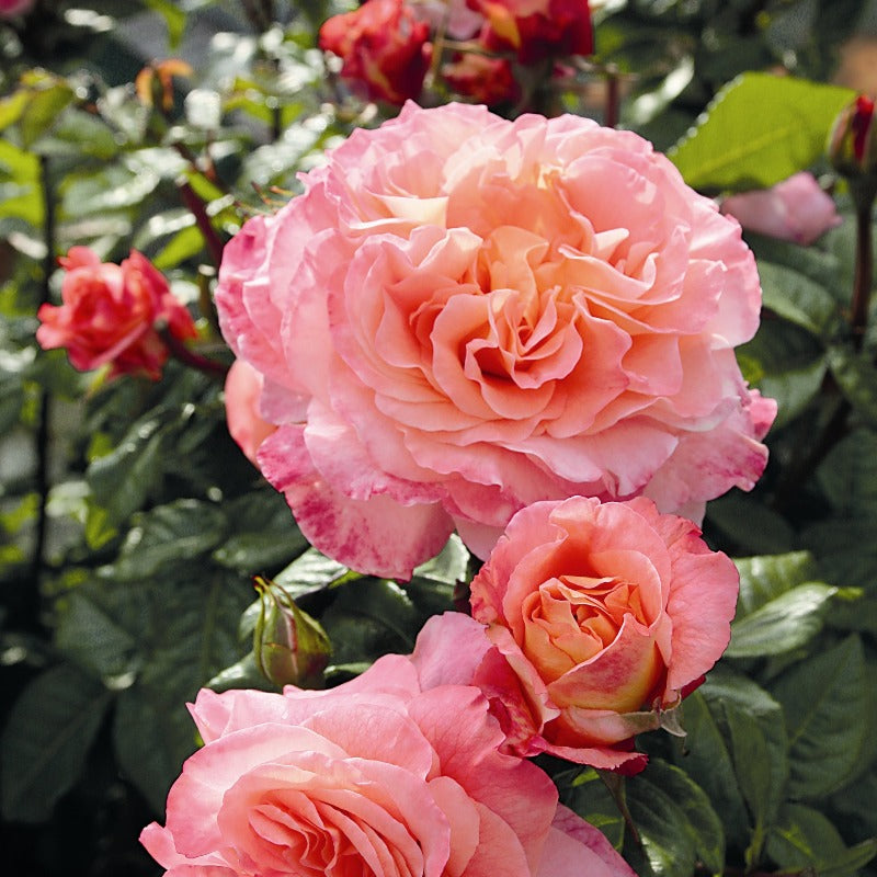 Rachel | Hybrid Tea Bush Rose | £15.75 – Eastcroft Roses