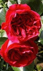 Red Eden Rose | Climbing Rose | £15.75 – Eastcroft Roses
