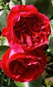 Red Eden Rose