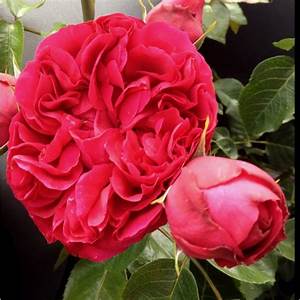 Red Eden Rose