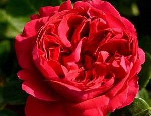 Red Eden Rose