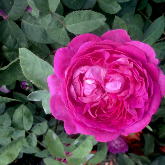 Reine de Violettes