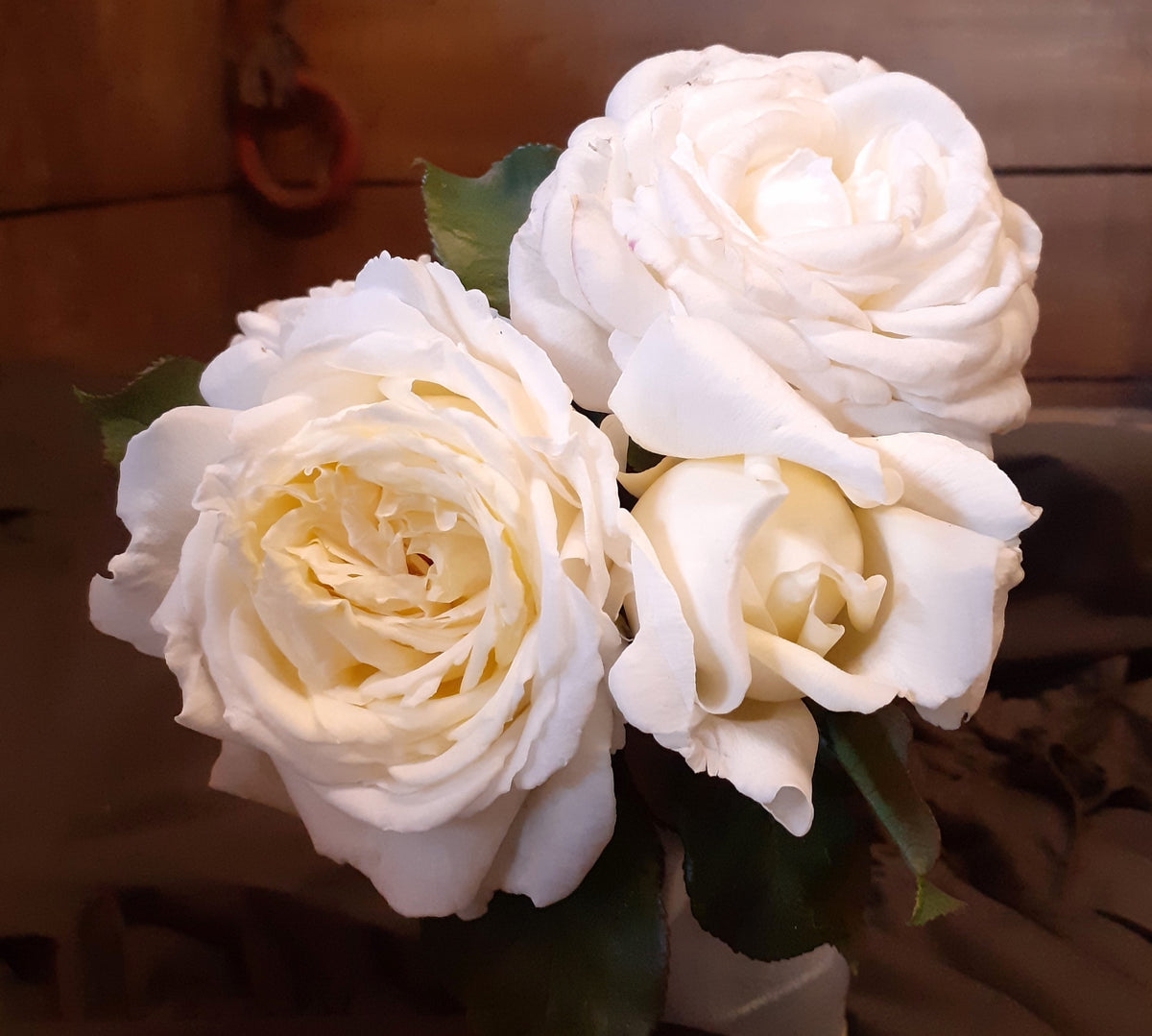 White Parfuma Roses White Parfum De Provence | Hybrid Tea Bush Rose | £15.75 – Eastcroft Roses