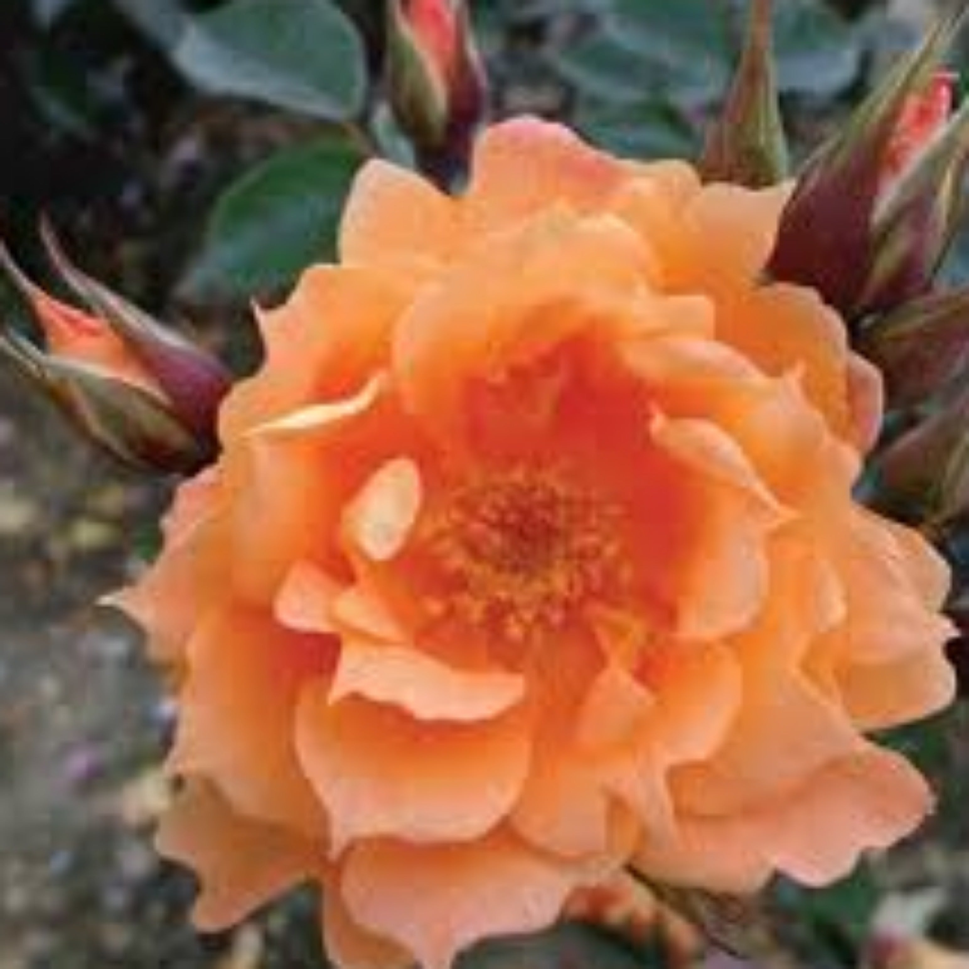 Bridge of Sighs | Climbing Rose | £15.75 – Eastcroft Roses