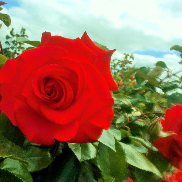 Dizzy Heights | Climbing Rose | £15.75 – Eastcroft Roses