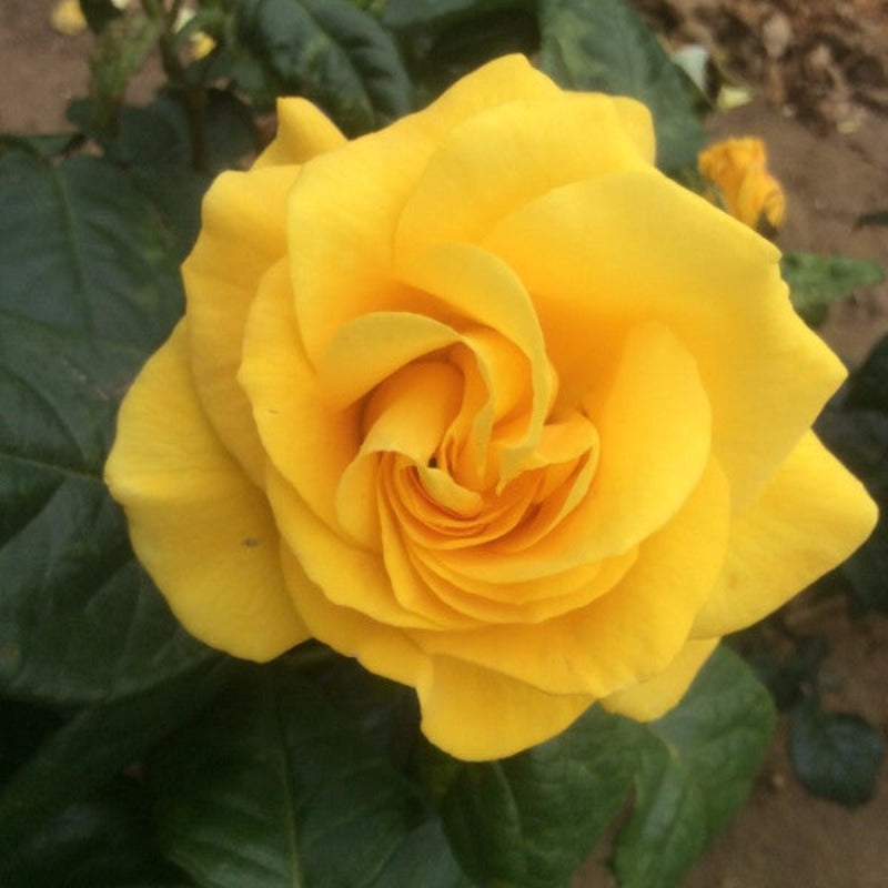 Golden Wedding