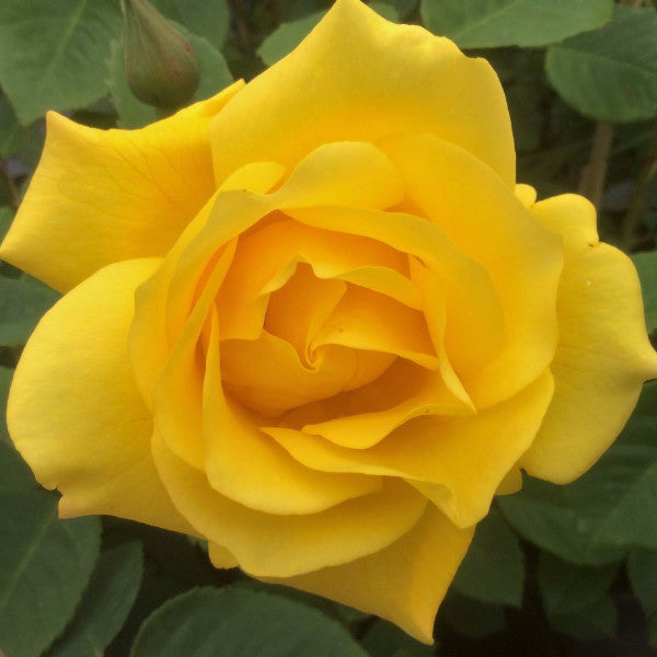 Golden Gate | Climbing Rose | £15.75 – Eastcroft Roses