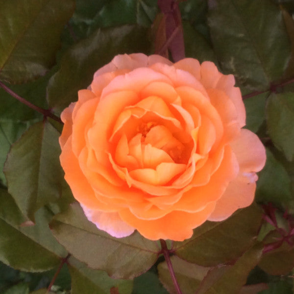 Whisky Mac | Hybrid Tea Bush Rose | £15.75 – Eastcroft Roses