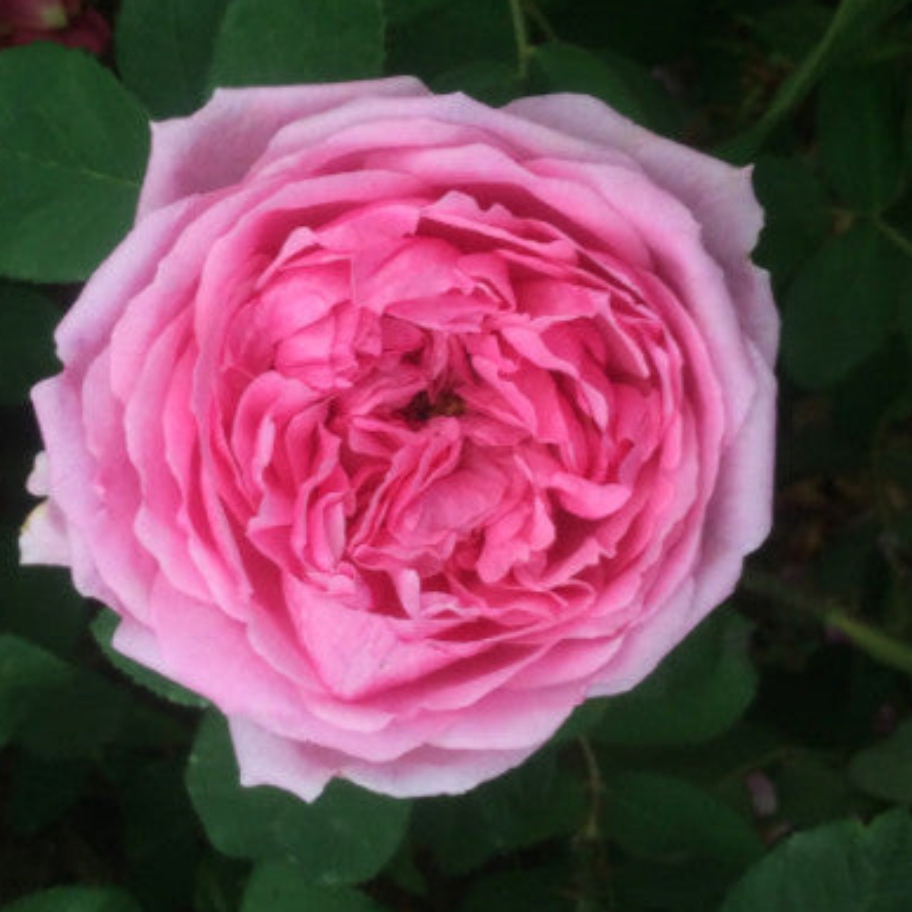 Comte Cheese Roses Comte de Chambord | Shrub Rose | £15.75 – Eastcroft Roses
