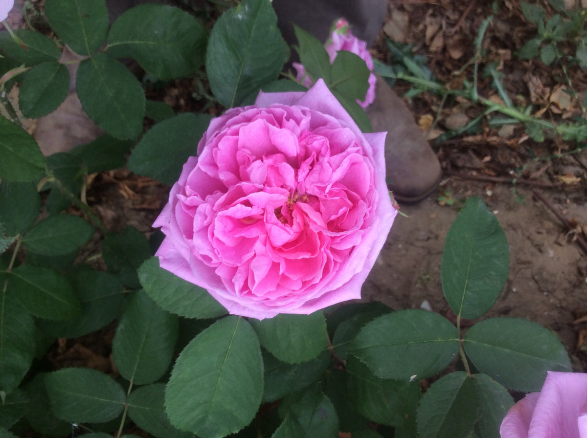 Comte Cheese Roses Comte de Chambord | Shrub Rose | £15.75 – Eastcroft Roses