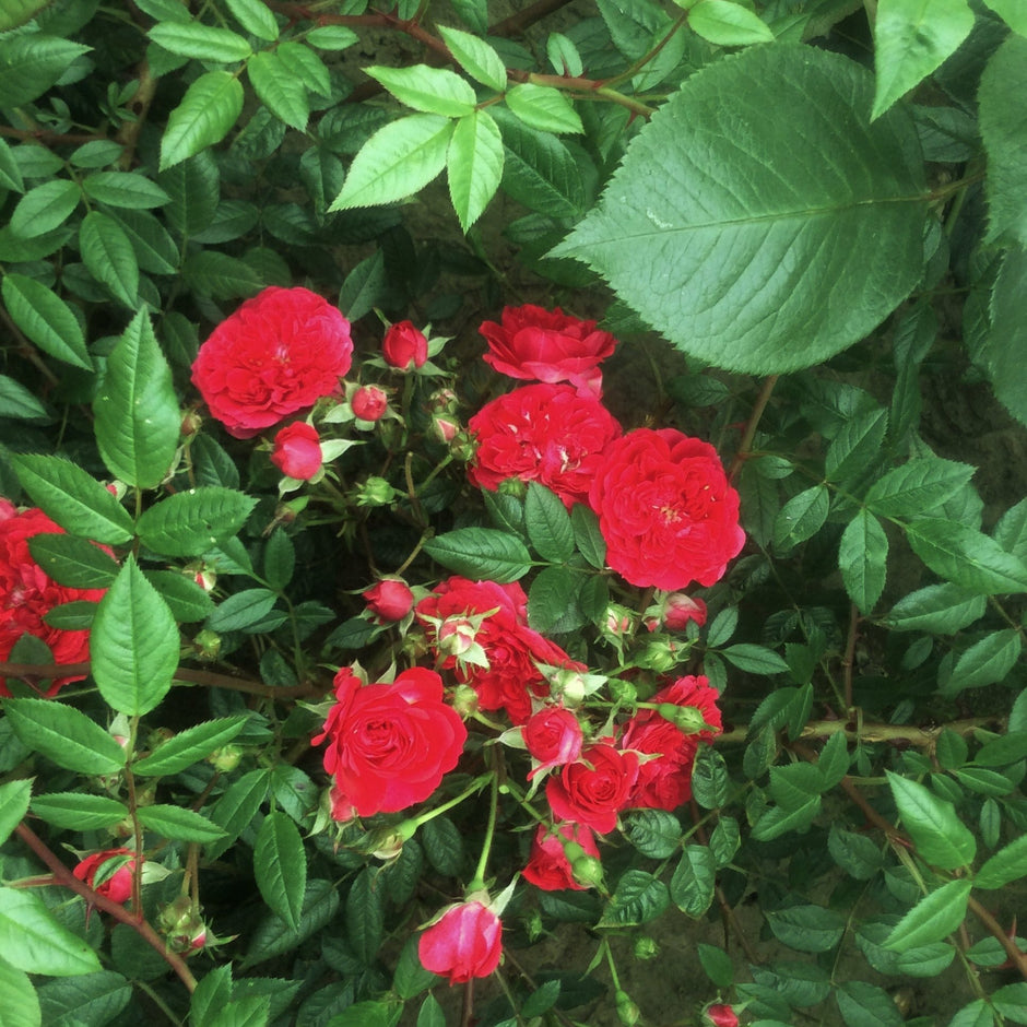Patio Climbing Roses | Eastcroft Roses